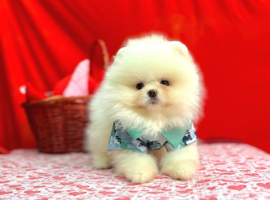 Orji̇nal Pomerani̇an Boo Bebekleri̇mi̇z Gelmi̇şti̇r görsel