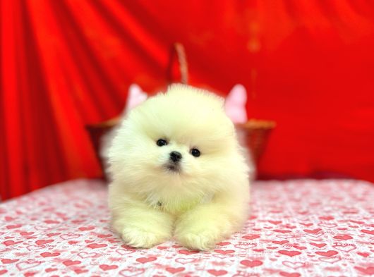 Orji̇nal Pomerani̇an Boo Bebekleri̇mi̇z Gelmi̇şti̇r