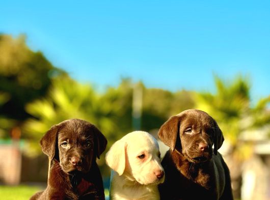 Eğitim Merkezinden Safkan Labrador Yavruları görsel
