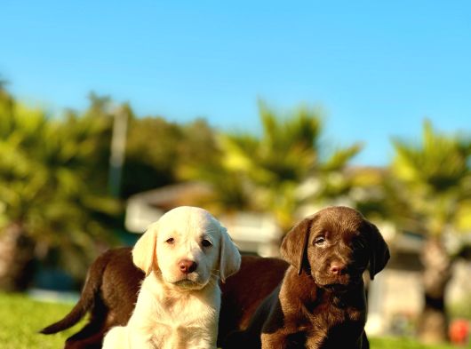 Eğitim Merkezinden Safkan Labrador Yavruları