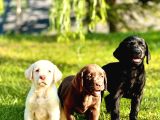 Eğitim Merkezinden Safkan Labrador Yavruları