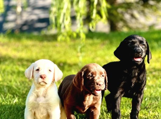Eğitim Merkezinden Safkan Labrador Yavruları görsel