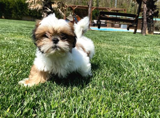 SAĞLIK VE IRK GARANTİLİ SHIH TZU YAVRULARI