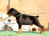 Kralların Bekçi Köpeği Doberman Yavruları