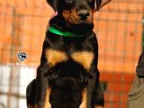 Kralların Bekçi Köpeği Doberman Yavruları