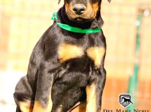 Kralların Bekçi Köpeği Doberman Yavruları görsel
