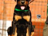 Kralların Bekçi Köpeği Doberman Yavruları