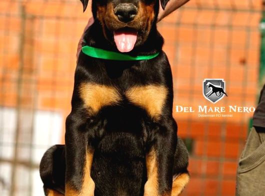 Kralların Bekçi Köpeği Doberman Yavruları görsel