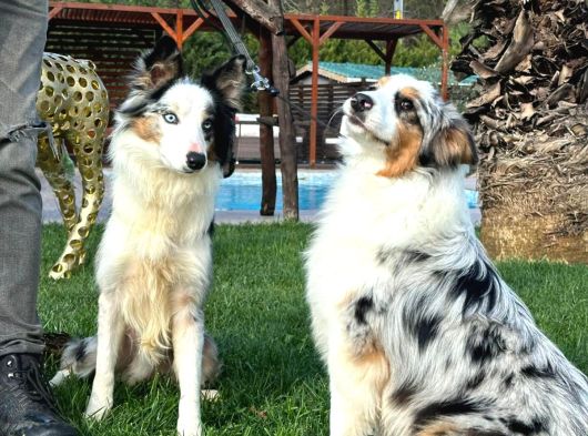 Ruhsatlı Çiftlikten Eğitimli Avustralya Çoban Köpeği görsel