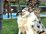 Ruhsatlı Çiftlikten Eğitimli Avustralya Çoban Köpeği