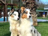 Ruhsatlı Çiftlikten Eğitimli Avustralya Çoban Köpeği