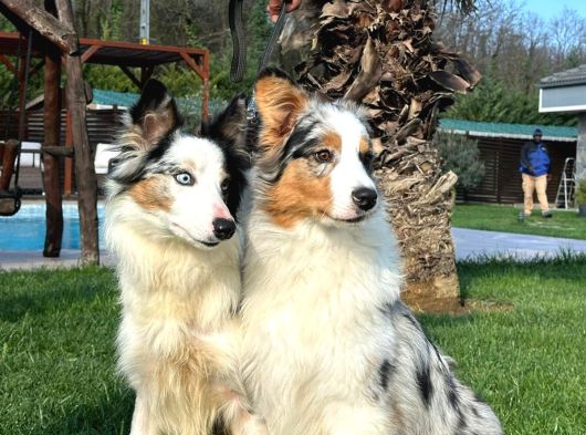 Ruhsatlı Çiftlikten Eğitimli Avustralya Çoban Köpeği görsel