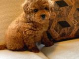 Red Toy Poodle Yavruları Enfes Güzellikte
