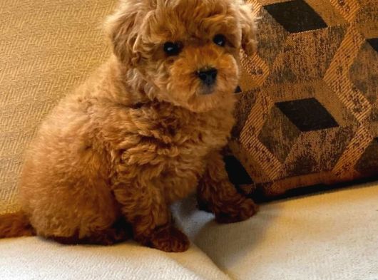 Red Toy Poodle Yavruları Enfes Güzellikte görsel