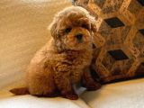Red Toy Poodle Yavruları Enfes Güzellikte