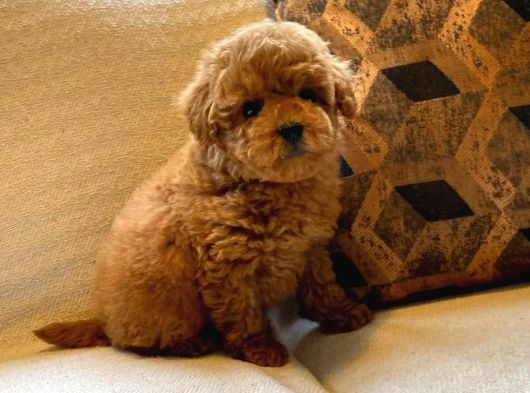 Red Toy Poodle Yavruları Enfes Güzellikte görsel
