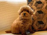 Red Toy Poodle Yavruları Enfes Güzellikte