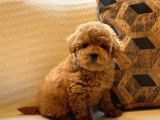 Red Toy Poodle Yavruları Enfes Güzellikte