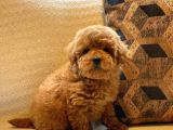 Red Toy Poodle Yavruları Enfes Güzellikte