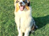 Ruhsatlı Çiftlikten Eğitimli Avustralya Çoban Köpeği