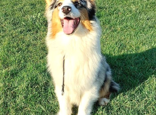 Ruhsatlı Çiftlikten Eğitimli Avustralya Çoban Köpeği