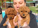 RUHSATLİ ÇİFLİKTEN RED BROWN TOY POODLE YAVRULARI İSTANBUL