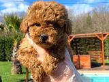 Ruhsatli̇ Çi̇fli̇kten Red Brown Toy Poodle Yavrulari İstanbul