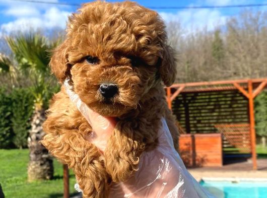 Ruhsatli̇ Çi̇fli̇kten Red Brown Toy Poodle Yavrulari İstanbul görsel