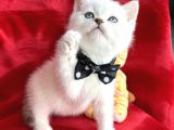 A Kalite Blue Point-Lynx Point Bebekler