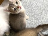 Birbirinden Güzel Renklerde Sarı Beyaz Yavrularım