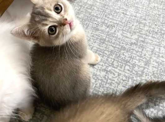 Birbirinden Güzel Renklerde Sarı Beyaz Yavrularım görsel