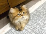 Birbirinden güzel renklerde sarı beyaz yavrularım