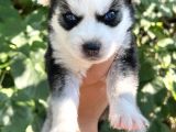Harika Anatomi Masmavi Gözlü Husky Sibirya Kurdu Yavrular