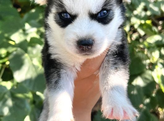 Harika Anatomi Masmavi Gözlü Husky Sibirya Kurdu Yavrular görsel