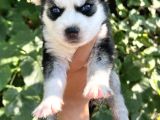 Harika Anatomi Masmavi Gözlü Husky Sibirya Kurdu Yavrular