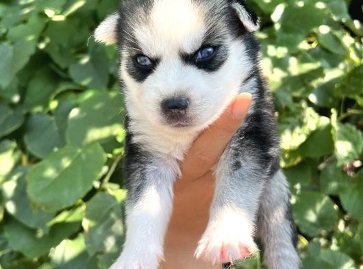 Harika Anatomi Masmavi Gözlü Husky Sibirya Kurdu Yavrular görsel