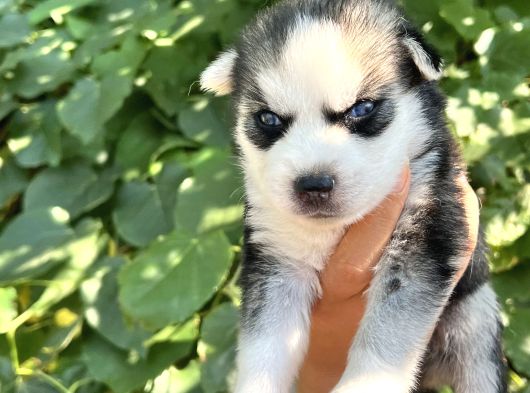 Harika Anatomi Masmavi Gözlü Husky Sibirya Kurdu Yavrular görsel