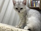 BRİTİSH SHORTHAIR ÜCRETSİZ  SAHİPLENDİRME
