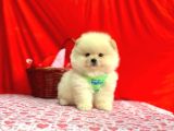 Orji̇nal Pomerani̇an Boo Bebekleri̇mi̇z Gelmi̇şti̇r