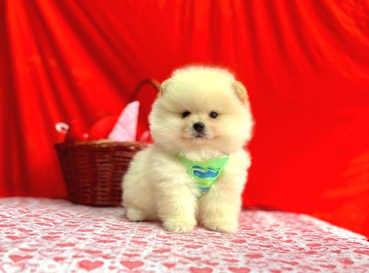 Orji̇nal Pomerani̇an Boo Bebekleri̇mi̇z Gelmi̇şti̇r görsel