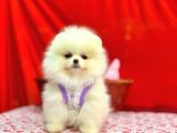 Orji̇nal Pomerani̇an Boo Bebekleri̇mi̇z Gelmi̇şti̇r