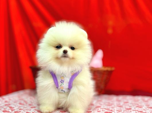 Orji̇nal Pomerani̇an Boo Bebekleri̇mi̇z Gelmi̇şti̇r görsel