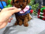 Toy Yavrularimiz Anne Altindan Irk Ve Sağlik Garanti̇li̇ Wc Eğ