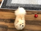 Pomeranian Boo