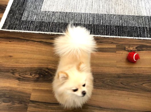 Pomeranian Boo görsel