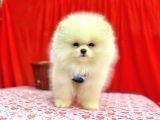 Orji̇nal Pomerani̇an Boo Bebekleri̇mi̇z Gelmi̇şti̇r