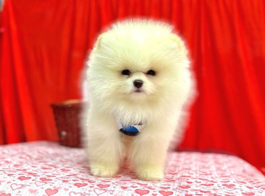 Orji̇nal Pomerani̇an Boo Bebekleri̇mi̇z Gelmi̇şti̇r görsel