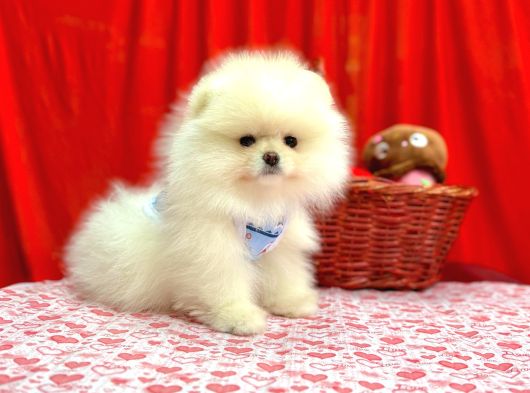 Orji̇nal Pomerani̇an Boo Bebekleri̇mi̇z Gelmi̇şti̇r görsel