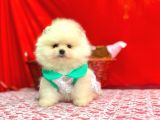Orji̇nal Pomerani̇an Boo Bebekleri̇mi̇z Gelmi̇şti̇r