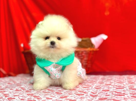 Orji̇nal Pomerani̇an Boo Bebekleri̇mi̇z Gelmi̇şti̇r görsel